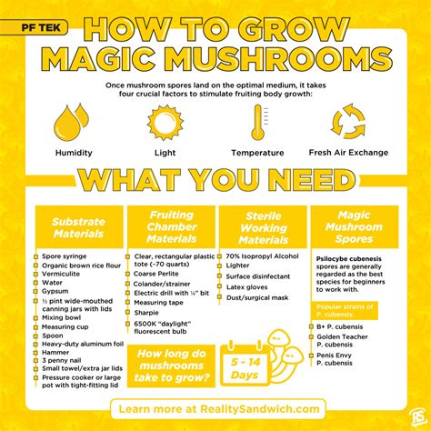 A Comprehensive Review of the Top Magic Mushroom Grow Kits for Beginners